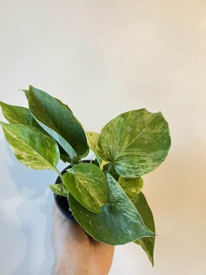 Pothos marble 3.5"
