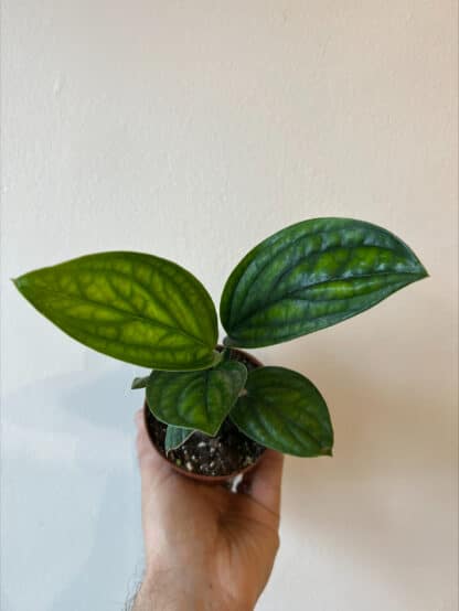 Monstera Karstenianum Peru 3.5"