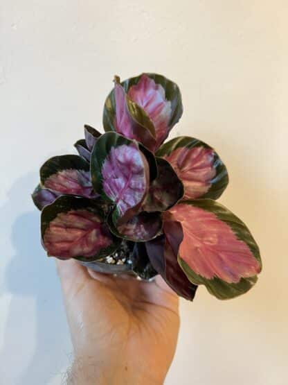 Calathea rosea picta 3.5"