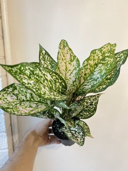 Aglaonema pink princess 5"