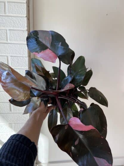 Philodendron pink princess 6.5"