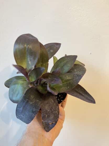 Tradescantia purple heart 3.5"