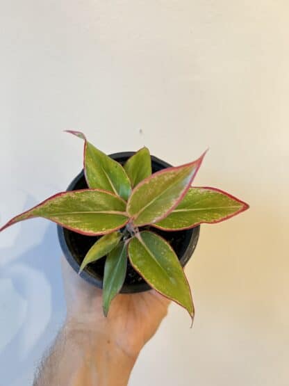 Aglaonema red gold 4"
