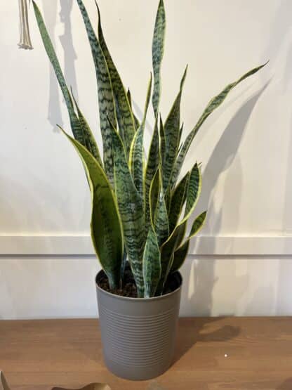 Sansevière 10"