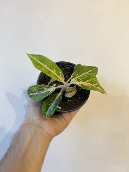 Aglaonema star 3.5"