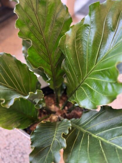 Anthurium 14" – Image 2