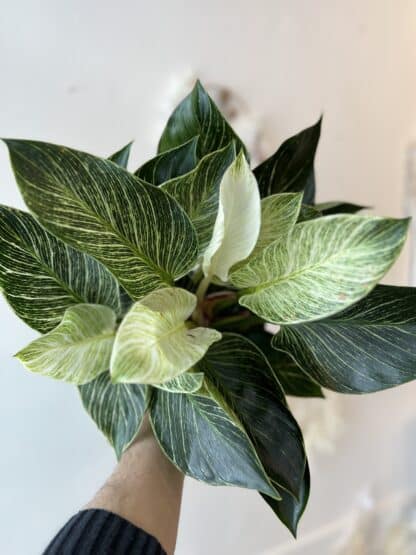 Plante d'intérieur philodendron Birkin