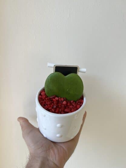 Hoya kerrii cœur 2.5"