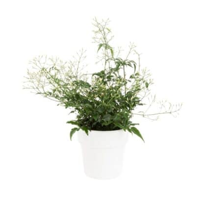 Jasmin