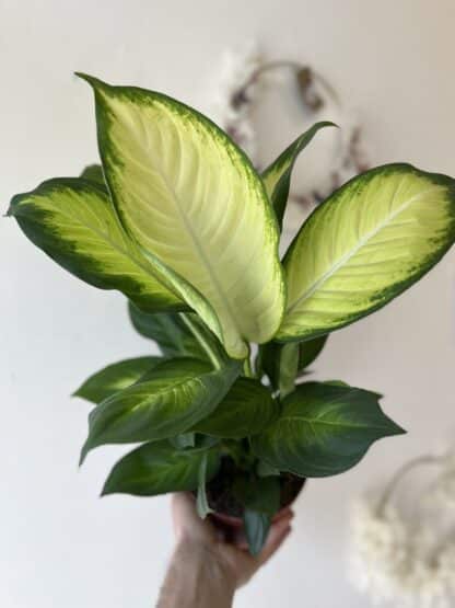 Dieffenbachia Marianne 6″