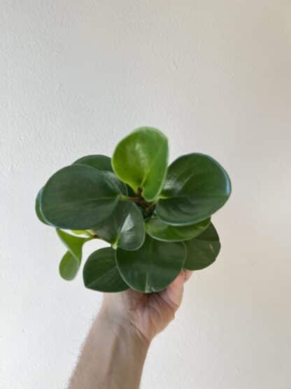 Peperomia obtusifolia vert  3.5″