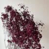 Soupir de bébé coloré séché – Image 2