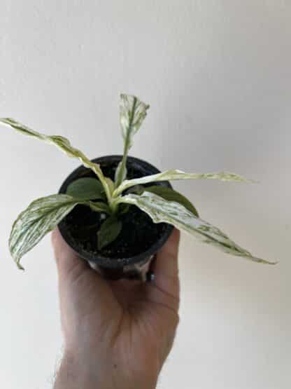 Spathiphyllum sensation variegata 3.5″