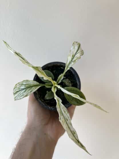 Spathiphyllum sensation variegata 3.5″ – Image 2