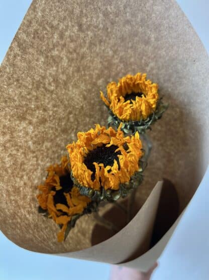 Tournesols séchés