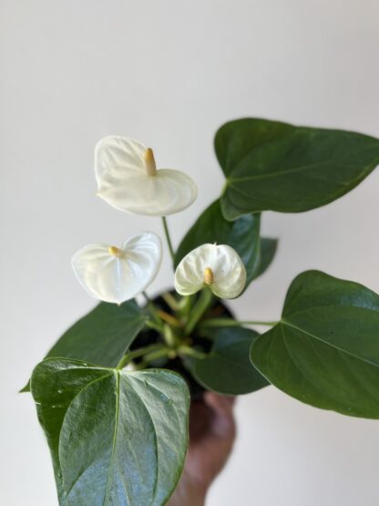 Anthurium Blanc 5″