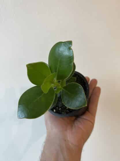Clusia rosea 3.5"
