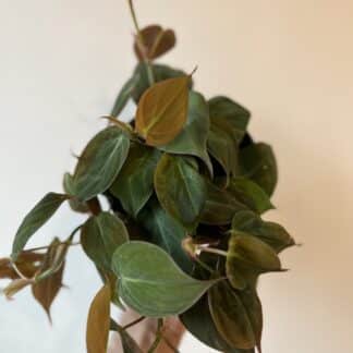 Philodendron Mican 6"
