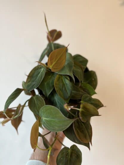 Philodendron Mican 6"