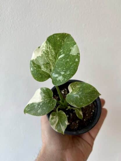 Monstera thaï Constellation