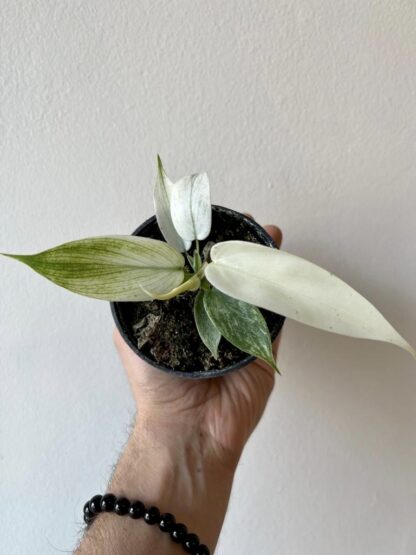 Philodendron florida ghost 3.5"