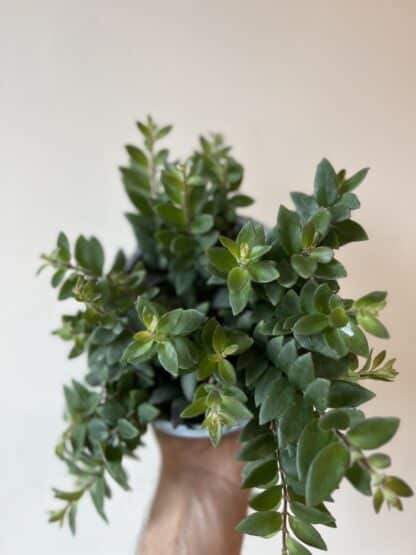 Plante rouge à lèvres 6"