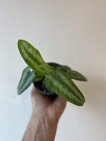 Schismatoglottis wallichii wallachian 3.5"