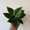 Plante d'intérieur philodendron Birkin le Jardin de mathilde
