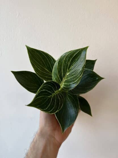Plante d'intérieur philodendron Birkin le Jardin de mathilde