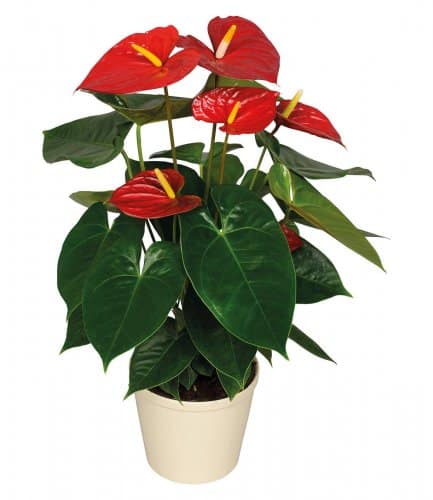 Anthurium Andreanum couleurs mix pot de  6 Pouces