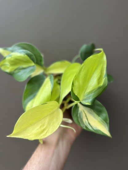 Philodendron Brazil 4"