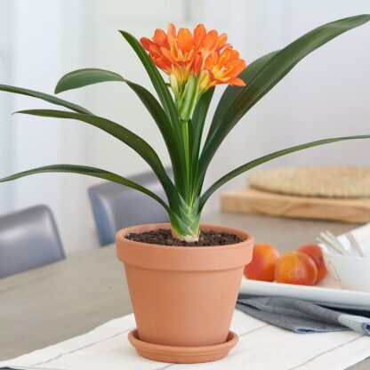 Clivia miniata