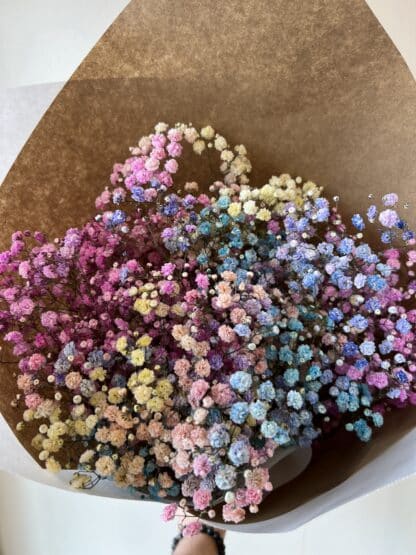 Gypsophile Arc en ciel