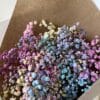 Gypsophile Arc en ciel – Image 2