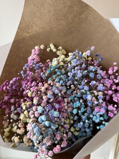 Gypsophile Arc en ciel – Image 2