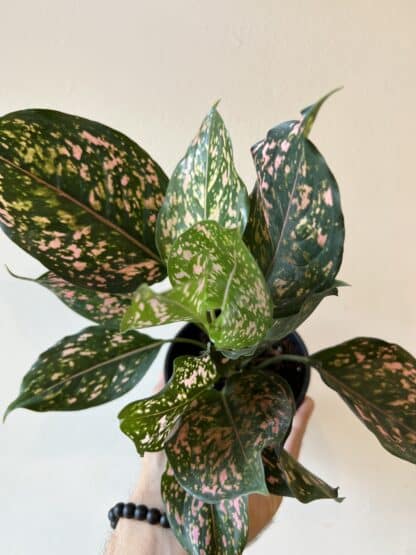 AGLAONEMA DAZZLING GEM