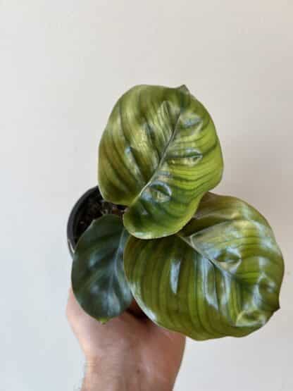 Calathea Borussica