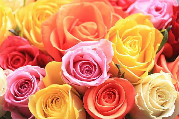 PROMO ROSES AU CHOIX FLEURISTE X 10