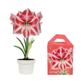 AMARYLLIS EN KIT DE CULTURE