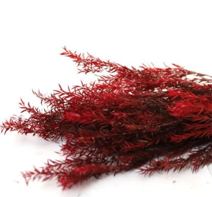 Melaleuca Bracteata – Image 2