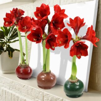 AMARYLLIS CIRÉ