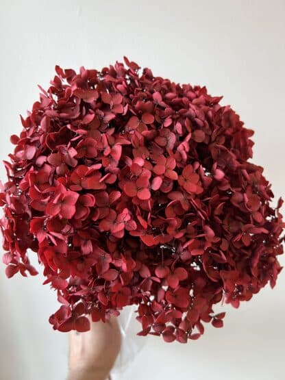 Hortensia rouge préservé éternel