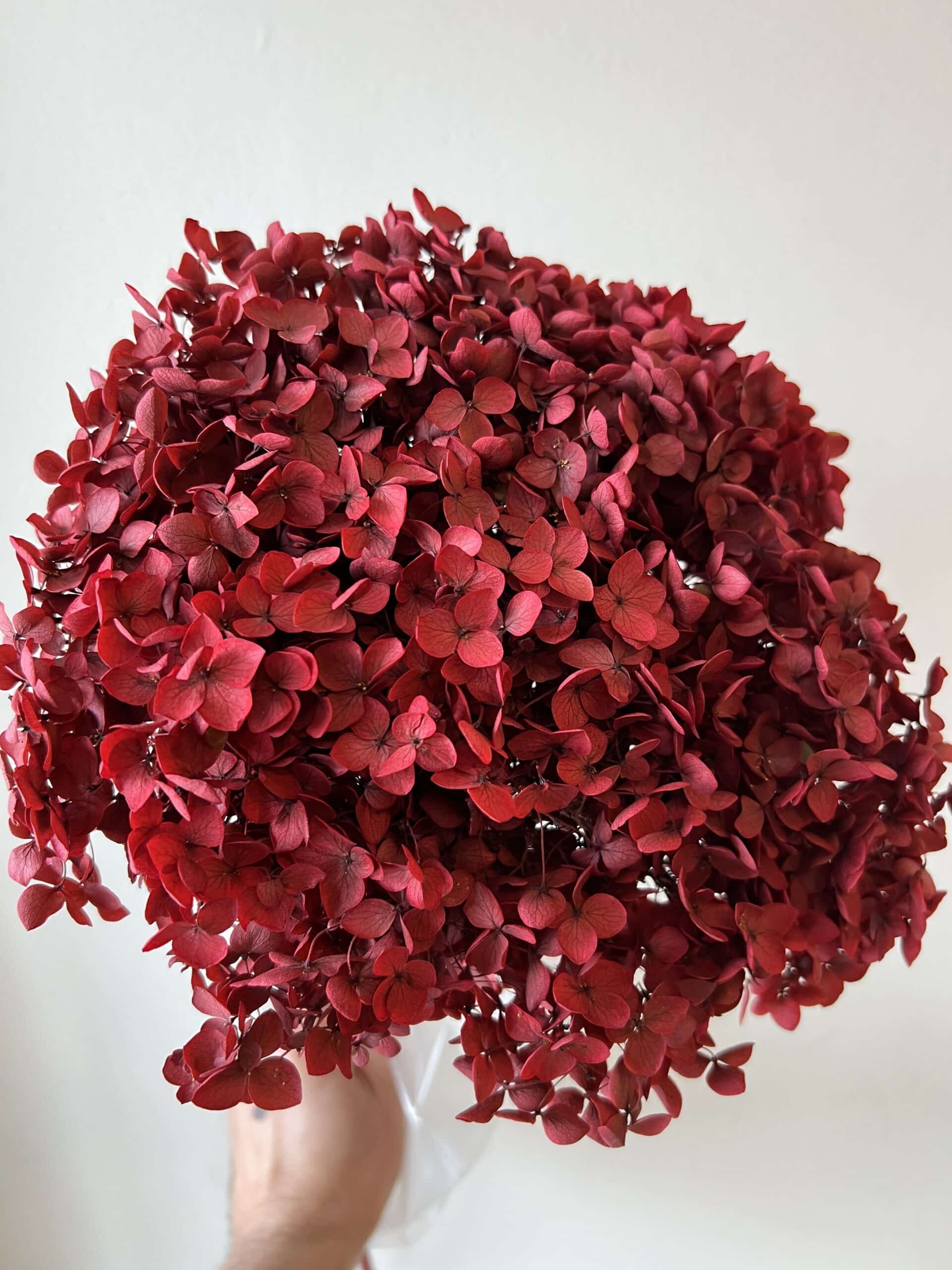 Hortensia rouge préservé éternel