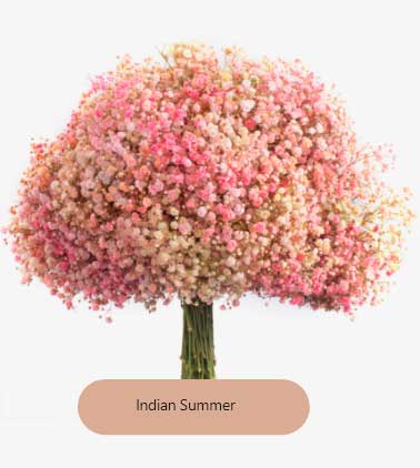 Bouquet gypsophile frais Indian Summer